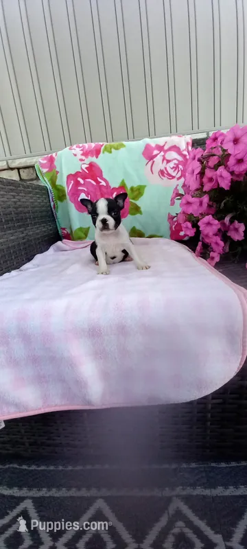 Brielle – Boston Terrier puppy for sale in Woodburn, IN