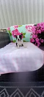 Brielle, a female Boston Terrier for sale in Woodburn, IN – 1 of 7