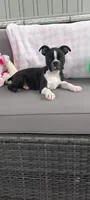 Brianna, a female Boston Terrier for sale in Woodburn, IN – 7 of 7