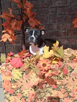 Lynn, a male Boston Terrier for sale in Woodburn, IN – 6 of 6