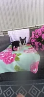 Brooke , a female Boston Terrier for sale in Woodburn, IN – 6 of 8