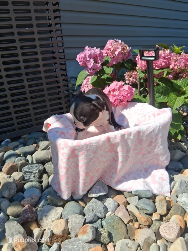 Livia – Boston Terrier puppy for sale in Woodburn, IN