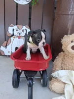Logan, a male Boston Terrier for sale in Woodburn, IN – 3 of 5