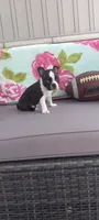 AJ, a male Boston Terrier for sale in Woodburn, IN – 6 of 7