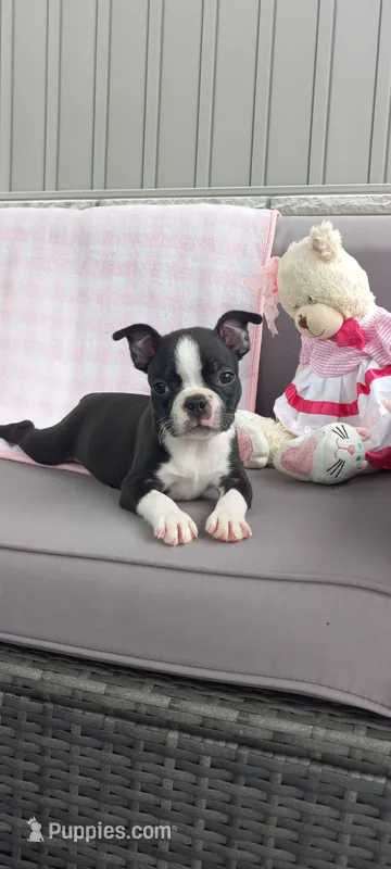 Ashley  – Boston Terrier puppy for sale in Woodburn, IN