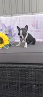 Alivia, a female Boston Terrier for sale in Woodburn, IN – 7 of 7