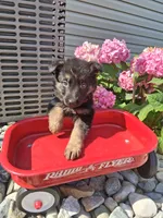 Jenna, a female German Shepherd Dog for sale in Woodburn, IN – 2 of 5