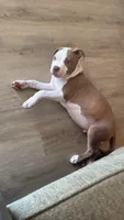 Zeus , a male American Bully and American Pit Bull Terrier for sale in Haines City, FL – 1 of 2
