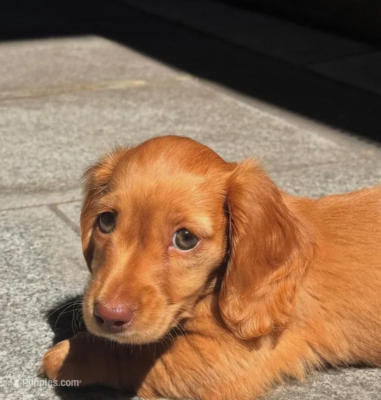 Hazel  – Miniature Dachshund puppy for sale in Houston, TX