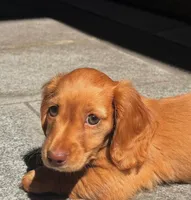 Hazel , a female Miniature Dachshund for sale in Houston, TX – 1 of 1