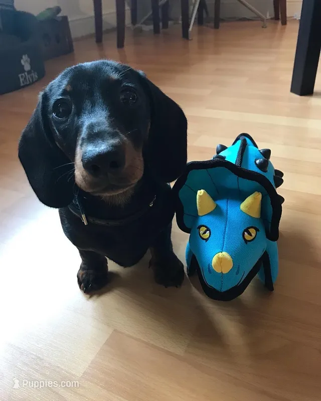 Dorcas – Miniature Dachshund puppy for sale in Houston, TX