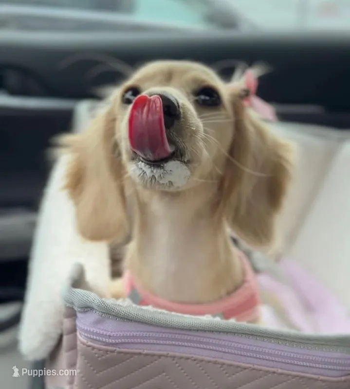 Winnie – Miniature Dachshund puppy for sale in Houston, TX