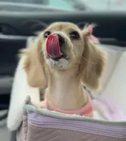 Winnie, a female Miniature Dachshund for sale in Houston, TX – 1 of 1