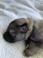 Zoro, a male Tamaskan for sale in Moncks Corner, SC – 5 of 8