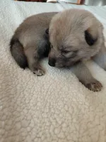 Niko, a female Tamaskan for sale in Moncks Corner, SC – 7 of 7