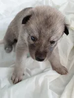 Niko, a female Tamaskan for sale in Moncks Corner, SC – 2 of 7