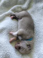 Luffy, a male Tamaskan for sale in Moncks Corner, SC – 5 of 7