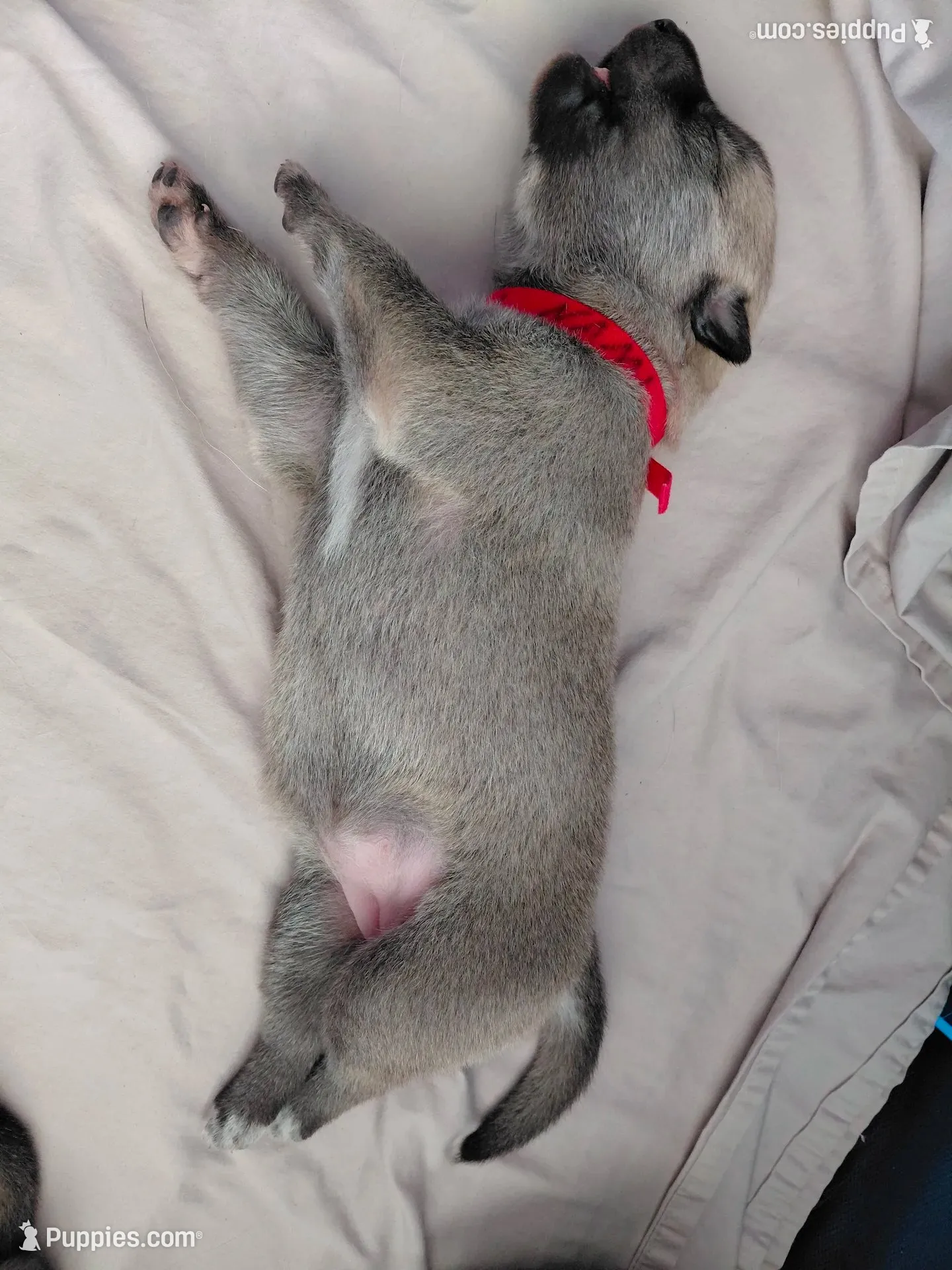 Nami, a female Tamaskan for sale in Moncks Corner, SC – 7 of 7