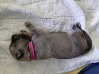 Niko, a female Tamaskan for sale in Moncks Corner, SC – 6 of 7