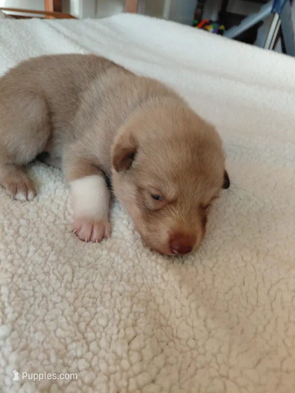 Luffy – Tamaskan puppy for sale in Moncks Corner, SC