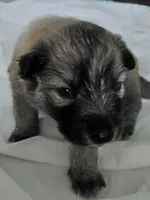 Zoro, a male Tamaskan for sale in Moncks Corner, SC – 2 of 8
