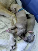Luffy, a male Tamaskan for sale in Moncks Corner, SC – 6 of 7