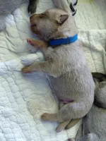 Sanji, a male Tamaskan for sale in Moncks Corner, SC – 3 of 7