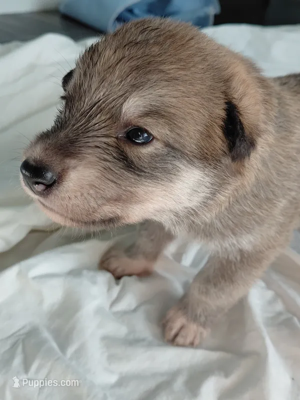 Rebecca – Tamaskan puppy for sale in Moncks Corner, SC