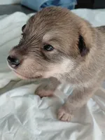 Rebecca, a female Tamaskan for sale in Moncks Corner, SC – 1 of 7