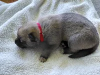 Nami, a female Tamaskan for sale in Moncks Corner, SC – 3 of 7