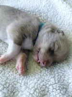 Luffy, a male Tamaskan for sale in Moncks Corner, SC – 4 of 7