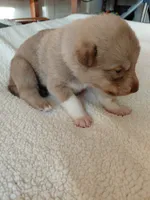 Luffy, a male Tamaskan for sale in Moncks Corner, SC – 2 of 7