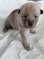 Niko, a female Tamaskan for sale in Moncks Corner, SC – 1 of 7