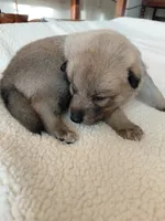 Niko, a female Tamaskan for sale in Moncks Corner, SC – 4 of 7
