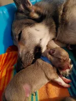 Sanji, a male Tamaskan for sale in Moncks Corner, SC – 6 of 7