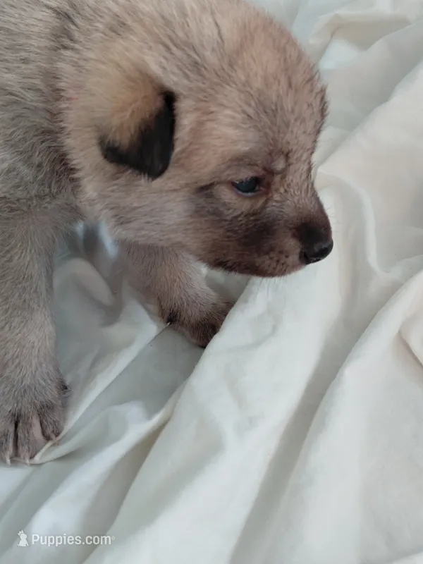 Nami – Tamaskan puppy for sale in Moncks Corner, SC