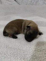 Zoro, a male Tamaskan for sale in Moncks Corner, SC – 6 of 8