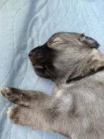 Zoro, a male Tamaskan for sale in Moncks Corner, SC – 4 of 8