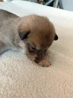 Rebecca, a female Tamaskan for sale in Moncks Corner, SC – 2 of 7