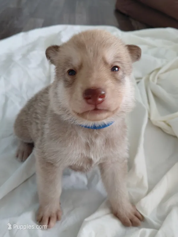 Sanji – Tamaskan puppy for sale in Moncks Corner, SC