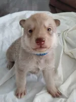 Sanji, a male Tamaskan for sale in Moncks Corner, SC – 1 of 7