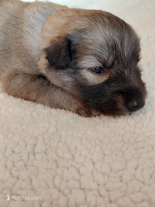 Zoro – Tamaskan puppy for sale in Moncks Corner, SC