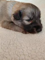 Zoro, a male Tamaskan for sale in Moncks Corner, SC – 1 of 8