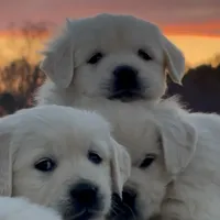Blue, a  English Cream Golden Retriever for sale in Chattanooga, TN – Photo 5 of 5