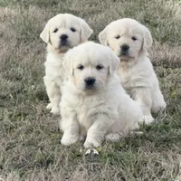 Blue, a  English Cream Golden Retriever for sale in Chattanooga, TN – Photo 1 of 5