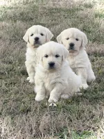 Blue, a  English Cream Golden Retriever for sale in Chattanooga, TN – Photo 1 of 5