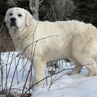 Blue, a  English Cream Golden Retriever for sale in Chattanooga, TN – Photo 4 of 5