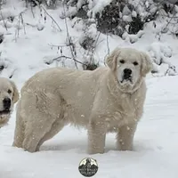 Blue, a  English Cream Golden Retriever for sale in Chattanooga, TN – Photo 3 of 5