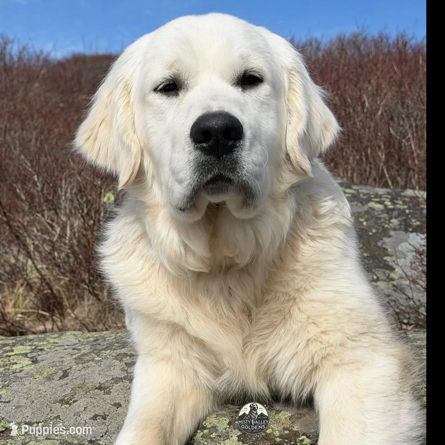 Blue, a  English Cream Golden Retriever for sale in Chattanooga, TN – Photo 2 of 5