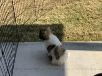 Ralphie, a male Coton de Tulear for sale in Rockwall, TX – Photo 5 of 5